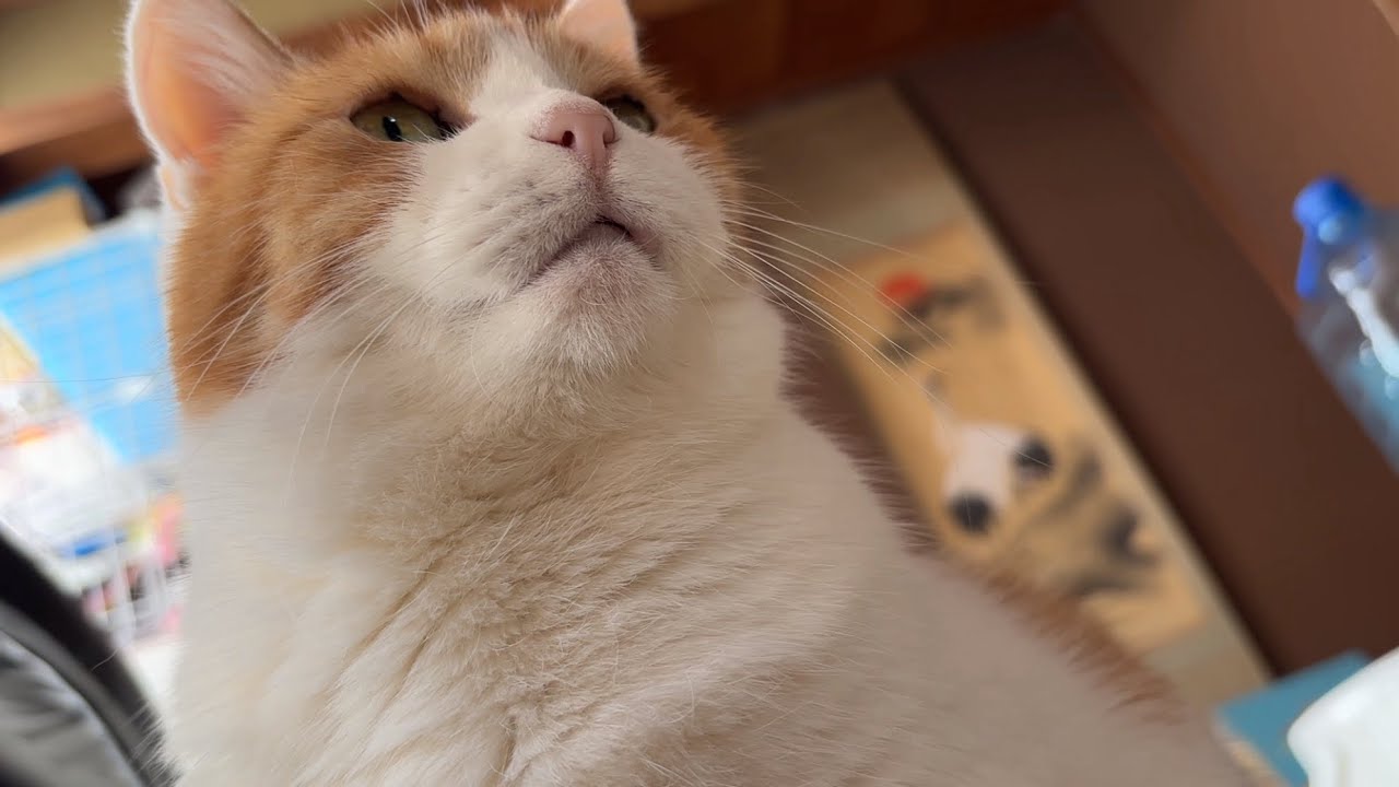 【三毛猫】自身の欲に嘘はつかないミケ（2026年4月1日）