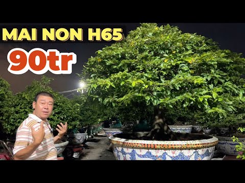Thăm lại cây nái sbsg 24/8AL khu mai ghép sbsg và dàn mai non 90tr đế khủng đẹp vườn mai Phương Bình