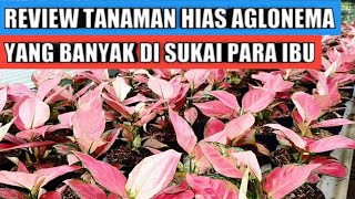 Download lagu Review tanaman hias aglonema yang banyak di sukai para ibu mp3