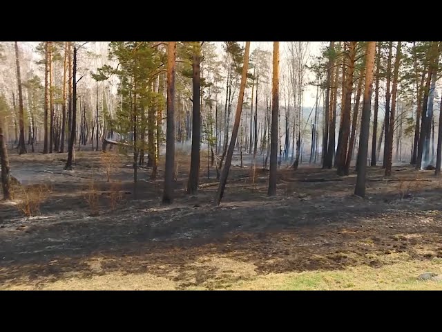 День без лесных пожаров