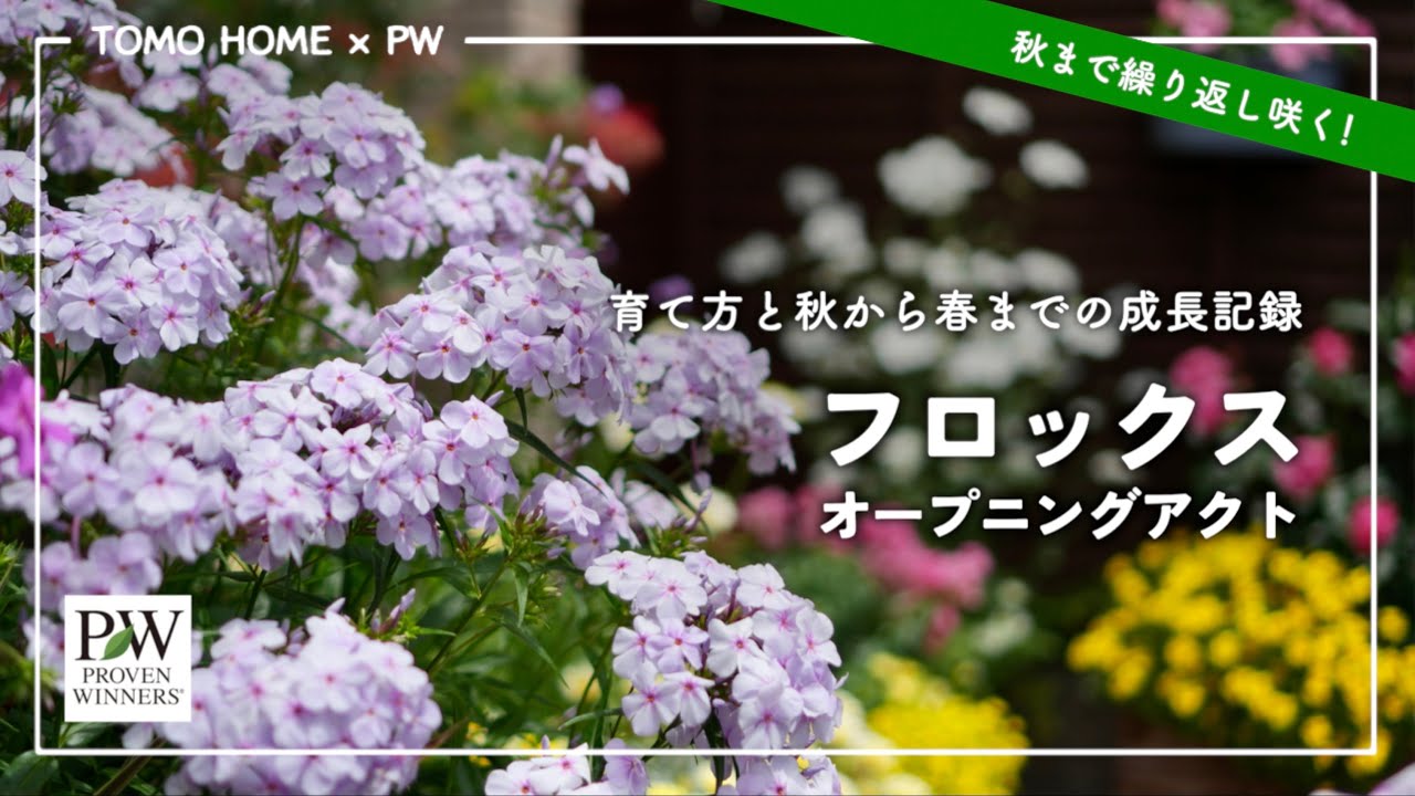 PW フロックスオープニングアクト育て方 by ともHOMEさん
