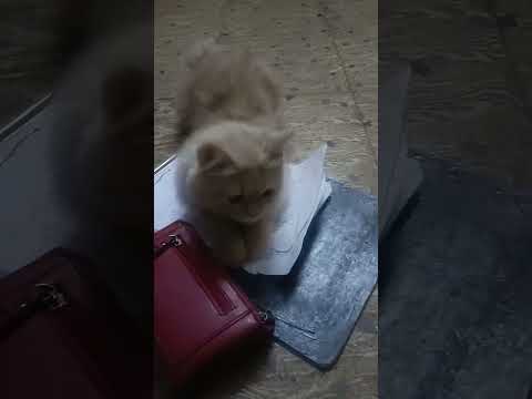 #raja rajeswari nadai#luna cat#