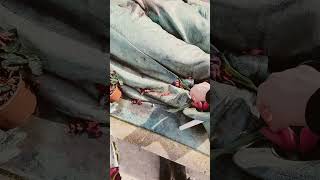 Download lagu Laying a flower for Monsieur Victor Noir #perelachaise #paris #victornoir #cemetery #statue mp3