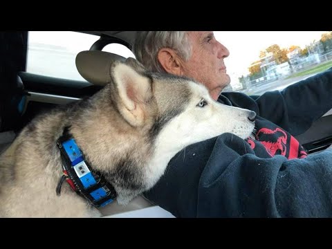 Un chien trouve son point d'attache sur l'épaule, il est lié pour toujours ! 🤣 funny dog 2023