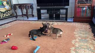Video preview image #2 French Bulldog Puppy For Sale in COTATI, CA, USA