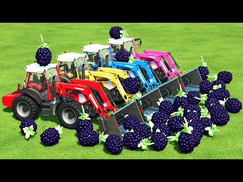 LOAD & TRANSPORT BLACKBERRY WITH RIGITRAC TRACTORS - Farming Simulator 22