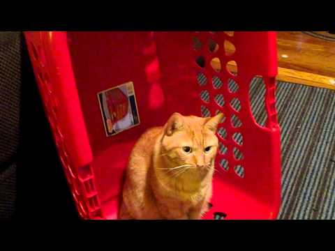 Crushin' a red laundry basket - cute orange tabby cat sits on things
