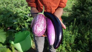 From Farm to You: Eggplant