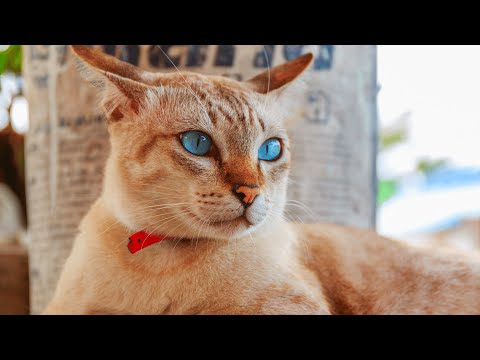 Cat With Blue Eyes - Top 11 Cat Breeds with Blue Eyes - White Cat with Blue Eyes - Cute Blue Eye Cat