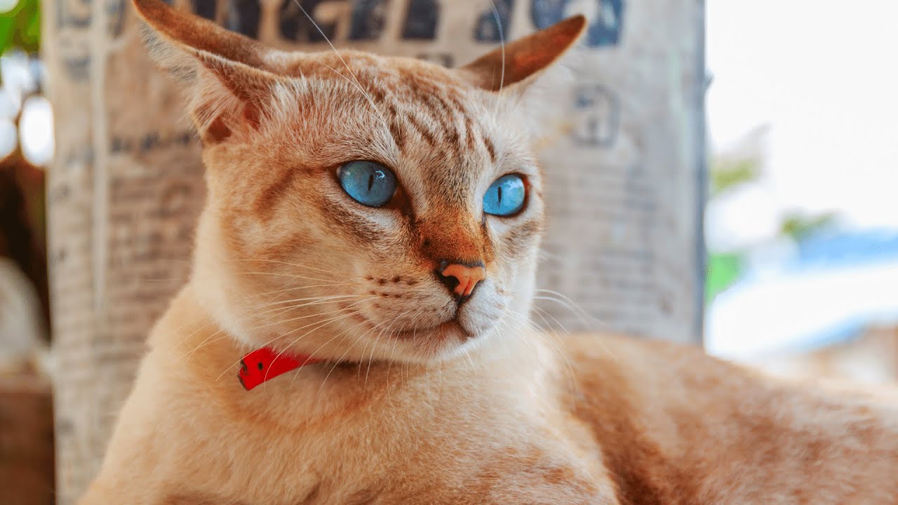 Cat With Blue Eyes - Top 11 Cat Breeds with Blue Eyes - White Cat with Blue Eyes - Cute Blue Eye Cat