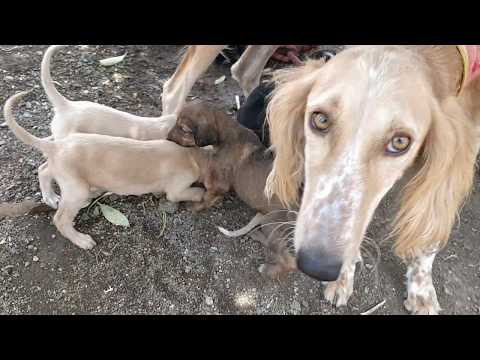 download lagu mp3 mp4 Pashmi Dog Puppies For Sale, download lagu Pashmi Dog Puppies For Sale gratis, unduh video klip Pashmi Dog Puppies For Sale