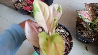 Download lagu Jenis Aglonema Apa yang paling banyak disukai? mp3