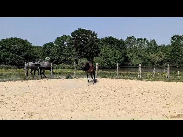 Casallo Z pouliche de qualiti&eacute;
