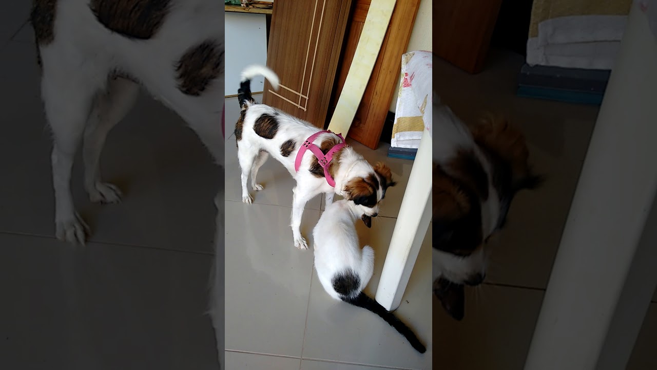 Sexo entre  animais diferente