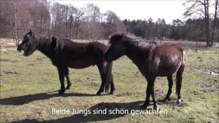 Video of Nora vom Radenbach