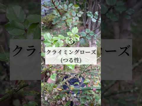 冬にバラの茂みを世話するにはどうすればよいですか？健康な低木のための正しい行動  庭園