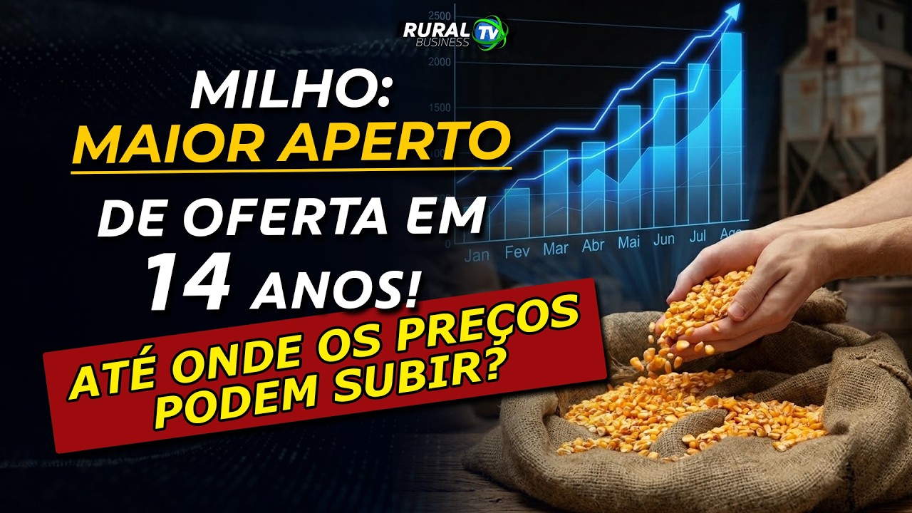 MILHO: MAIOR APERTO DE OFERTA EM 14 ANOS! ATÉ ONDE OS PREÇOS PODEM SUBIR?