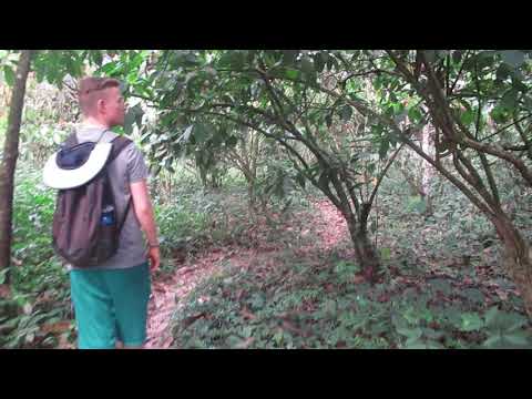 Elder Barrezueta The jungle at Kailahun area Sierra Leone
