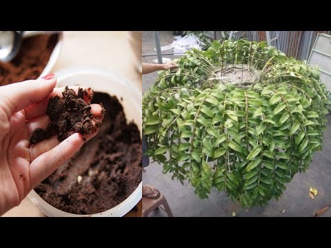 DÙNG BÃ CAFE BÓN CHO CÂY PHONG LAN GIÚP PHÁT TRIỂN TỐT LÁ SAI HOA | USE BORRA DE CAFÉ PARA ORQUÍDEAS