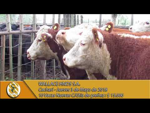03-05-18 Venta de Vientres - Wallace Hnos S.A. - Cacharí.