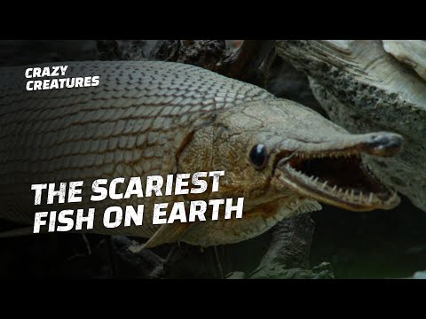 Alligator Gar Are Monstrous Fish