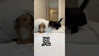 兄がいた場所他の犬とすり替えたらパニックになった！