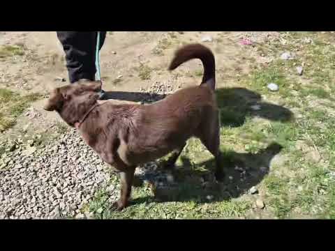 Vídeo de GASPAR