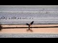 Mississippi River Flyway Cam. A playful juvie - explore.org 09-27-2021