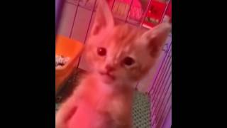 this cat is going into what is known as &quot;&quot;sicko mode&quot;&quot;