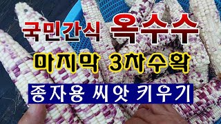 [텃밭농부. 1,202]  옥수수 3차 마지막 수확. 그리고 종자용 씨앗 남기기 #옥수수재배