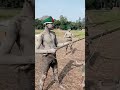 লাল সবুজের বিজয় নিশান Shorts Victory Bangladesh