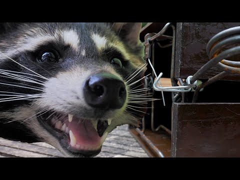 Waschbärfalle: Invasive Waschbären besser mit Lebendfalle oder Totschlagfalle "eindämmen"?