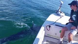 HUGE Mako Shark Bites the Boat! - Captain Aaron Lowman - Anna Maria Island, Florida