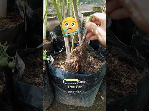 Fungal Attack on Tomato Plants – What It Looks Like!