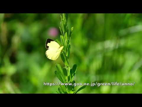 キチョウの産卵　by　Fuji X-S10 240fps