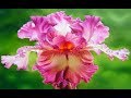 Alfred SCHNITTKE А. Шнитке -Полет (Сказка странствий ...