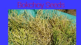 How to make your own Bok choy Seeds #gardening #bokchoy #seed #seeds #garden