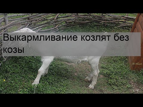 , title : 'Выкармливание козлят без козы'