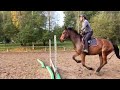 Jument 6ans sans faute 1 metre