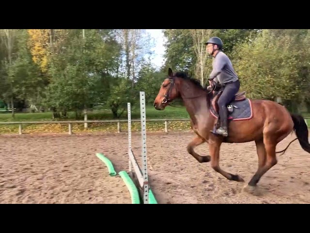 Jument 6ans sans faute 1 metre