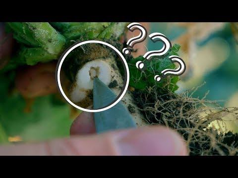 CZY TO NA PEWNO KIŁA? - #2 VLOG NNS