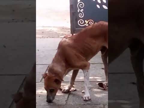 Cute Dog Funny Videos Part 40 #shorts #trending #amazing #funny #comedy #dog