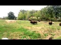 Bison And Elk At Showdown Face To Face Combat