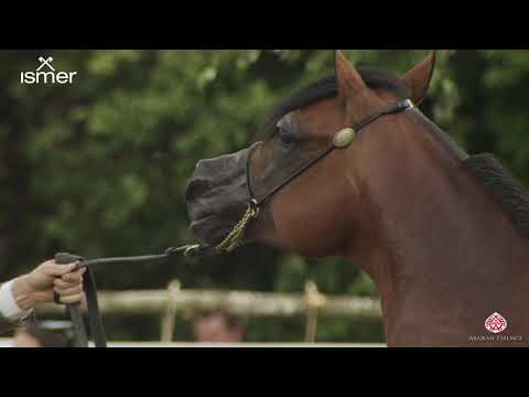 N 67 VDB KANZ'ANOVA   Strohen 2020 European   4 6 year old stallions Class 12