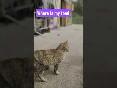 Why do cats act like he's starving? #shorts (English)