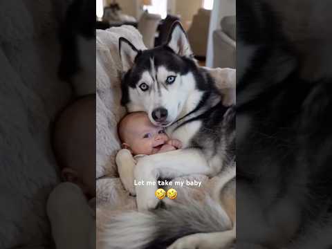 Smart husky 🤣 don’t let take baby #husky #baby #smartdog #puppysmart #toybreed #cutedog #shorts