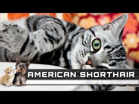 🐈 AMERICAN SHORTHAIR Cat Breed - Overview, Facts, Traits and Price