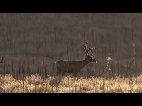 Utah Mule Deer Compilation