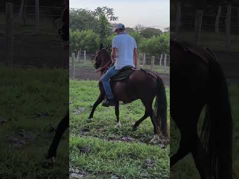 las faenas mariquita Tolima 🐎🤠🫡💯👌#youtubeshorts #amigos #caballistasdecorazon #mipueblo