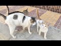 Pregnant Gray White Cat Slaps A Kitten For No Reason